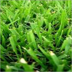 Lawn Grass