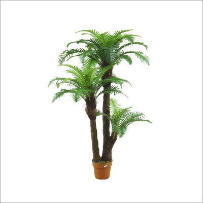 Fern Tree 3T+