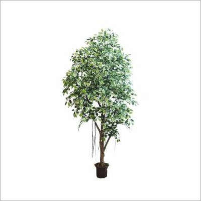K Mini Ficus