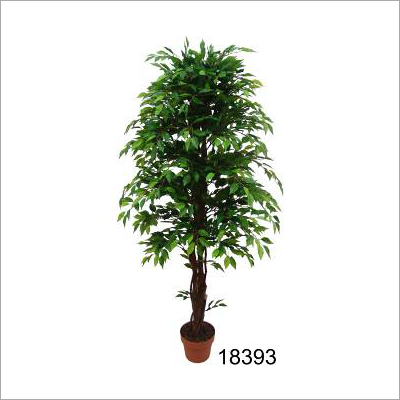 Mini Ficus