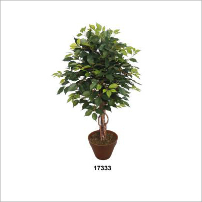 Ficus Tree