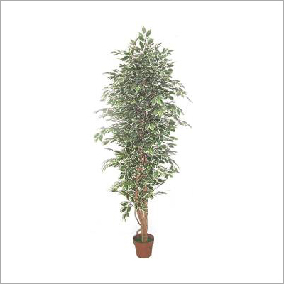 Ficus Tree