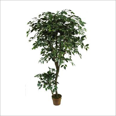Ficus Tree