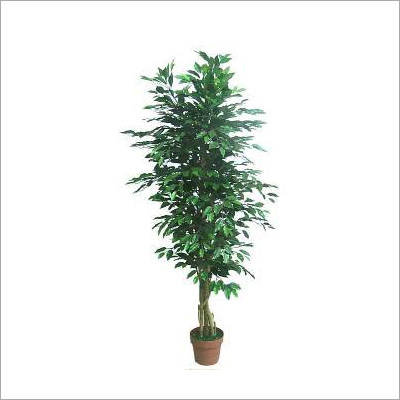 Ficus Tree