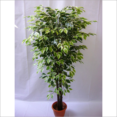 Ficus Tree
