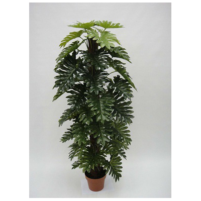 Monstera