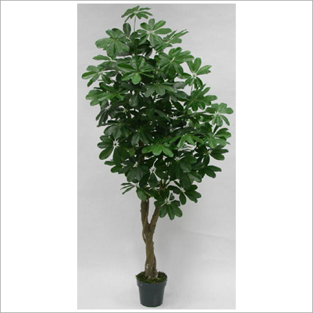 Schefflera