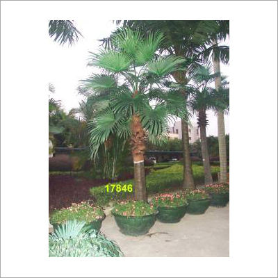 Washington Palm 24 LVS