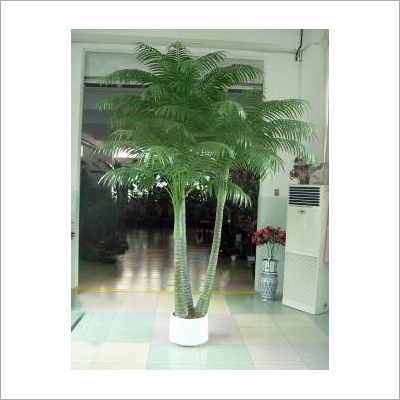 Areca Palm 3T