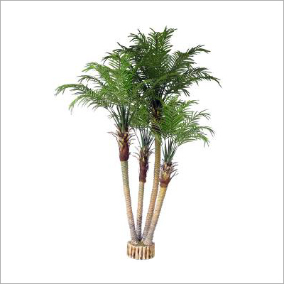 Areca Palm 4T