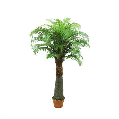 Fern Tree