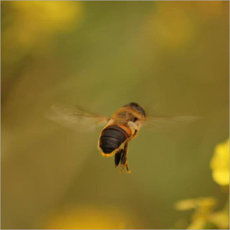 Graphic Design & Multimedia