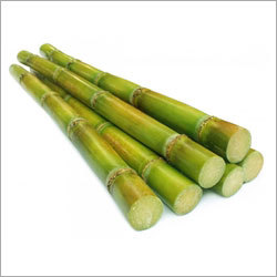 Sugar Cane