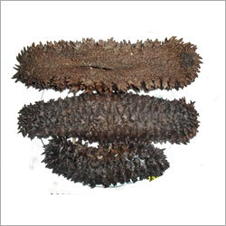 Sea Cucumber