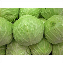 Fresh Green Cabbage