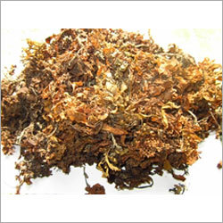 Raw Sargassum Seaweed