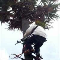 Coconut / Palm Tree Climbing Device