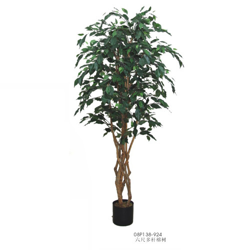 6' GREEN FICUS TREE