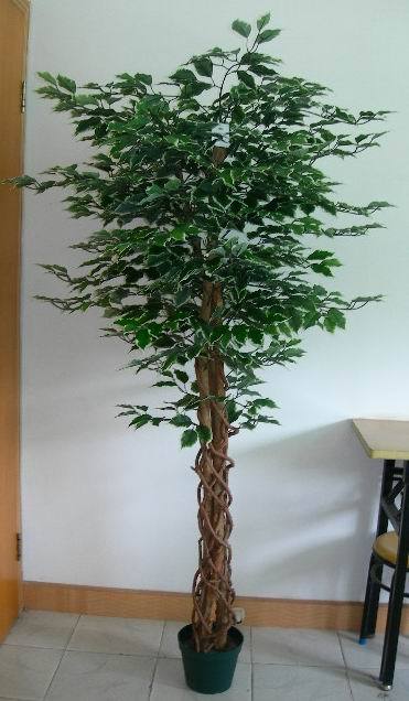 6' VERCATTED FICUS TREE