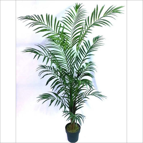 6' ARECA PAM TREE