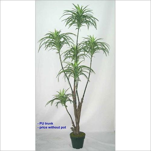 6' GREEN YUCCA X 6