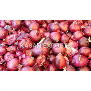 Allium Cepa