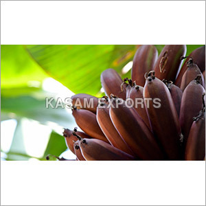 Musa Acuminate