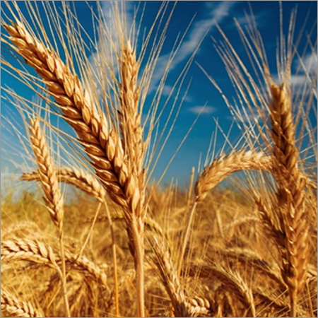 Fresh Wheat
