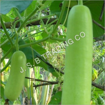 Dudhi (Bottle Gourd)