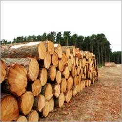 Teak Wood