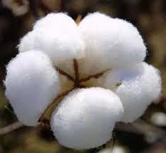 Row Cotton
