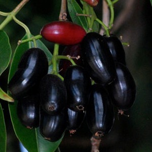 Fruit jamun
