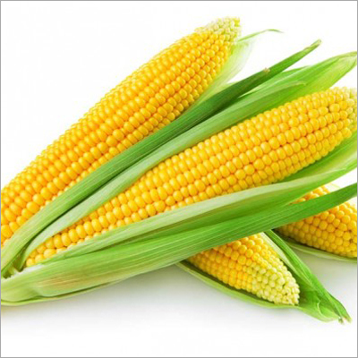 Yellow Corn