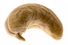 Cashew Kernels