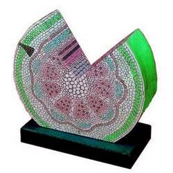 Dicot Stem Herbaceous