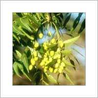 Neem Oil
