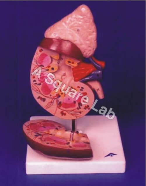 Biological Models & Lab Equipments