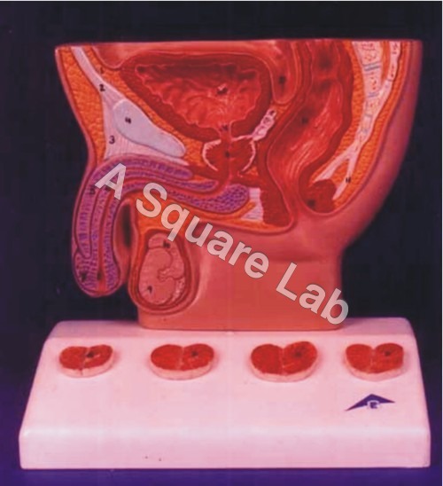 Human-Male-Prostate-Model
