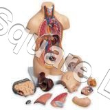 Biological Models & Lab Equipments