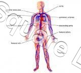 BLOOD-CIRCULATION