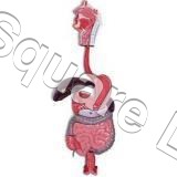DIGESTIVE-SYSTEM