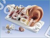 EAR