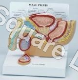 MALE-PELVIS