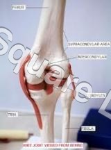 KNEE-JOINT
