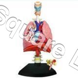 LUNGS-WITH-HEART