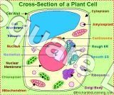 Biological Models & Lab Equipments