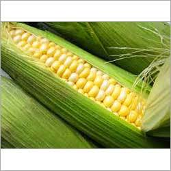 Frozen Sweet Corns