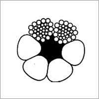 Single Layer Triangular Strand Ropes