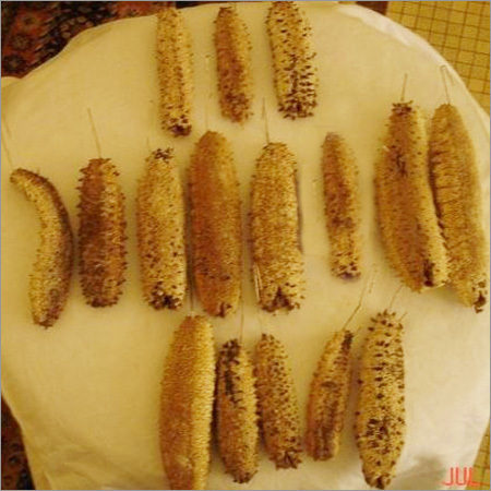 Sea Cucumber