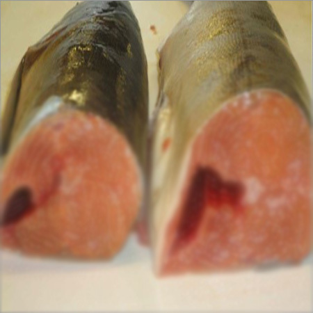 Salmon Fish